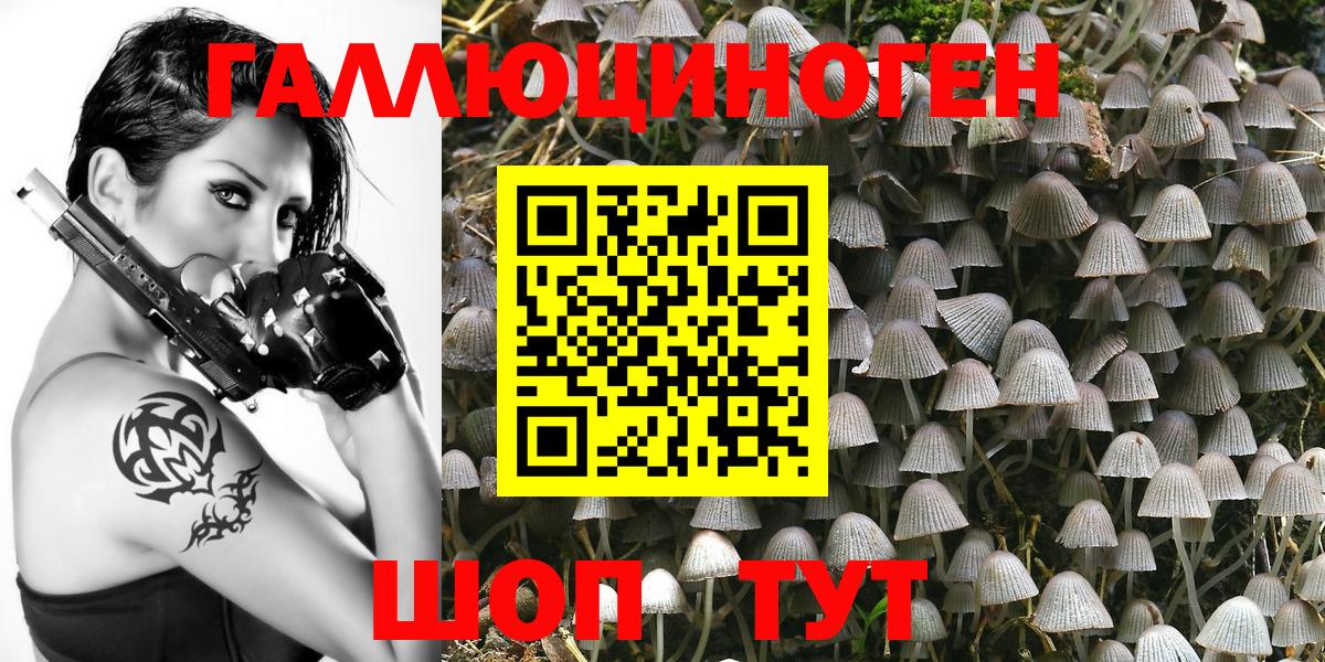 Псилоцибиновые грибы Psilocybe Брянск